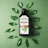 Bs Novlex® Zeytin Yaprağı - Oleuropein (Olive Leaf) ve Piperin Ekstraktı (Ekstresi) İçeren Takviye Edici Gıda 250 ml