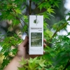 SIĞLA YAĞI KREMİ - SWEETGUM OIL CREAM